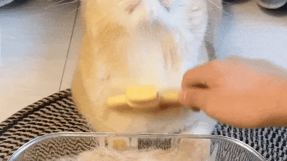 The Ultimate Pet Hair Remover Brush